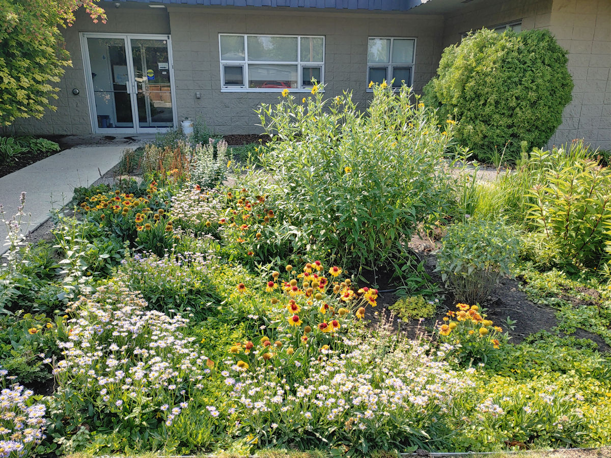 Rain garden with native perennials capturing stormwater